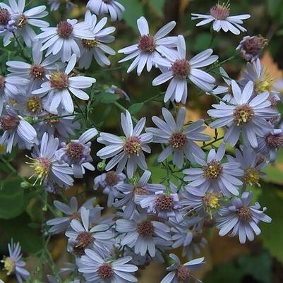 Aster cordifolius 