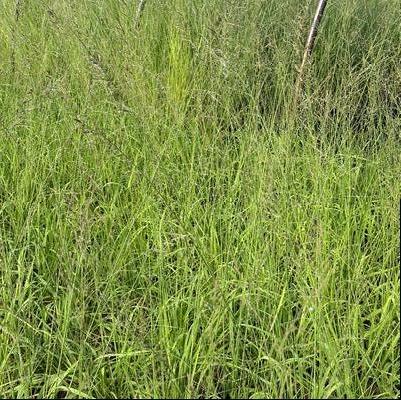 Molinia caerulea ssp. arundinacea Transparent