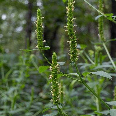 Agastache nepetoides 