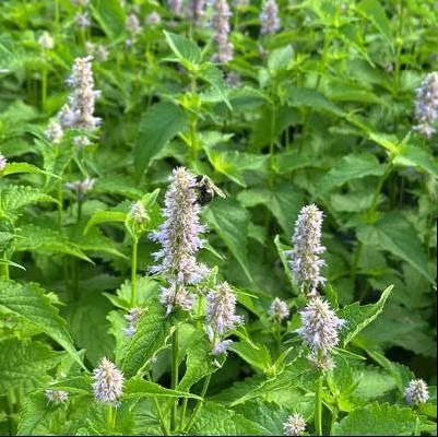 Agastache rugosa 