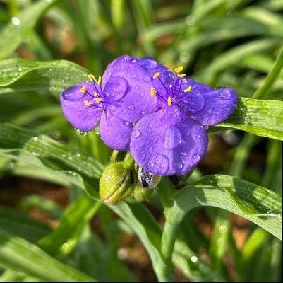 Tradescantia virginiana 