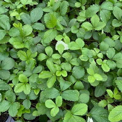 Fragaria virginiana 