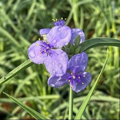 Tradescantia ohiensis 