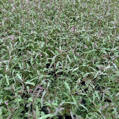 Verbena officinalis var. grandiflora Bampton