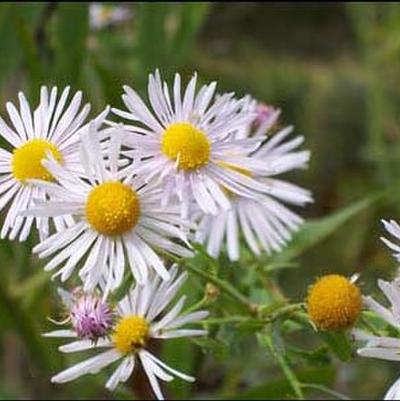 Boltonia asteroides 