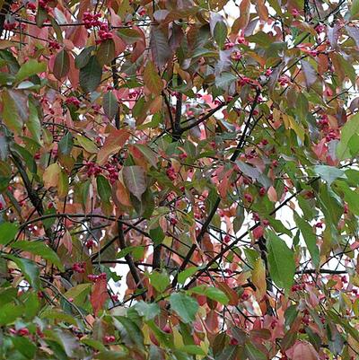Euonymus atropurpureus 