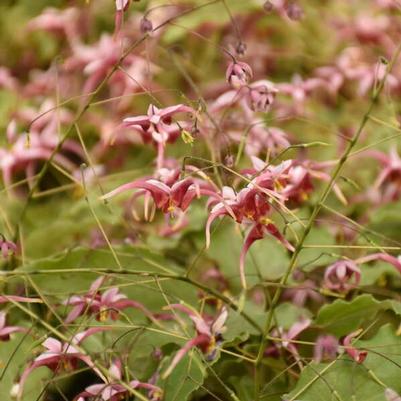 Epimedium x Hugs and Kisses
