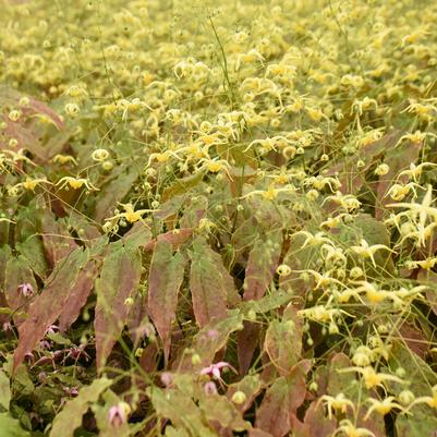 Epimedium x Woodland Elf