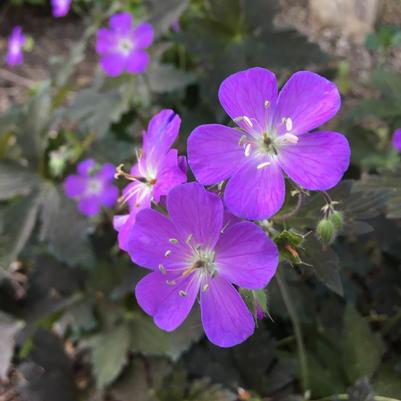 Geranium maculatum Dark Roast