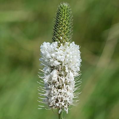 Dalea candida 