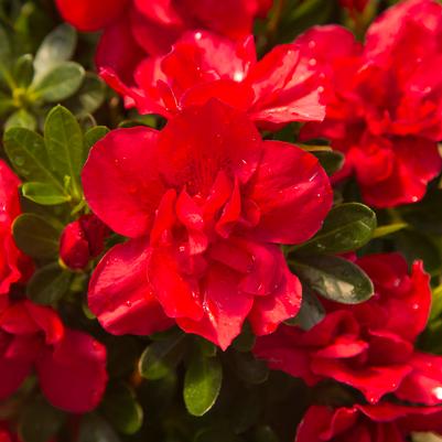 Rhododendron Encore® Autumn Bonfire&reg;