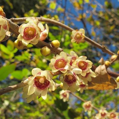Chimonanthus praecox 