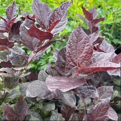 Calycanthus floridus Red Zeppelin&reg;