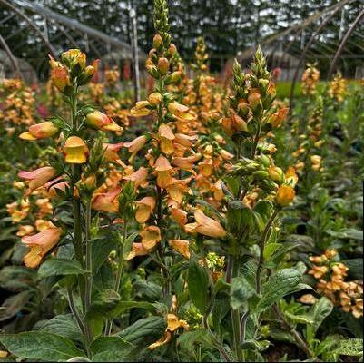 x Digiplexis Illumination® Apricot