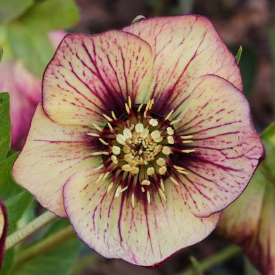 Helleborus x hybridus HGC® Spring Promise® Anja Oudolf