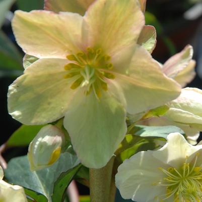 Helleborus x ericsmithii HGC® Joker