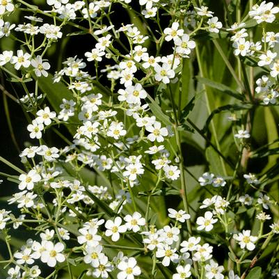 Euphorbia corollata 