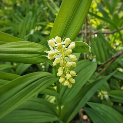 Maianthemum racemosum 