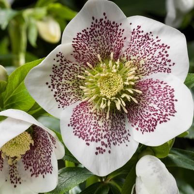 Helleborus x hybridus HGC® Spring Promise® Conny