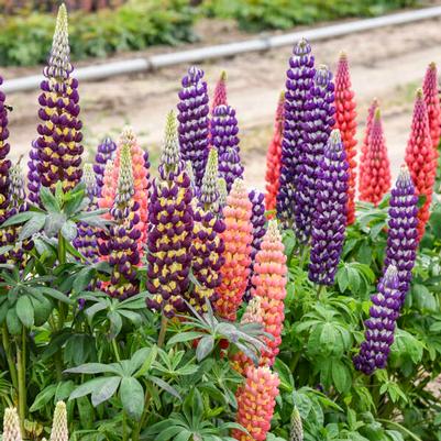 Lupinus x Candyland™ Mix