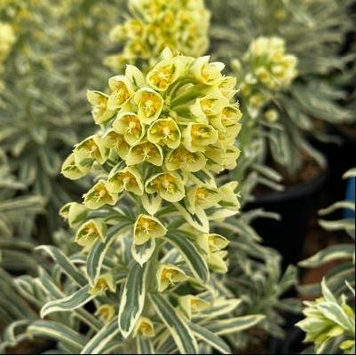 Euphorbia characias ssp. wulfenii SAHARA™ Tasmanian Tiger