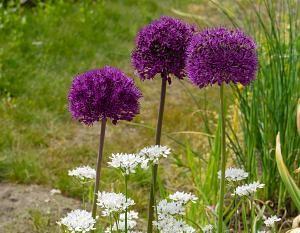 Allium aflatunense Purple Sensation