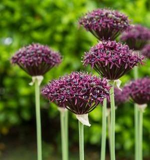 Allium atropurpureum 