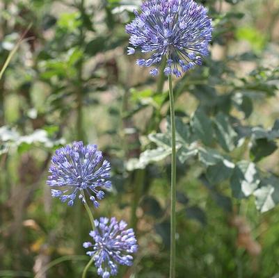 Allium caeruleum 