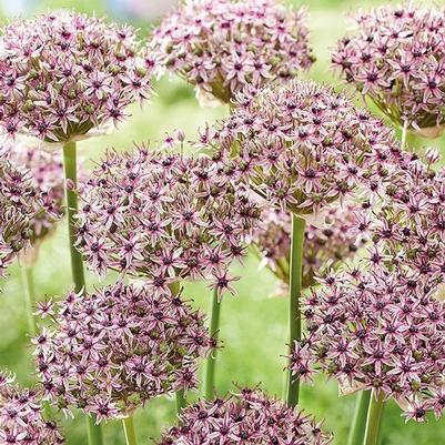 Allium cepa Starlight