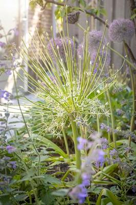 Allium schubertii Arctic Snow