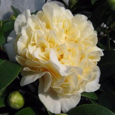 Camellia x Jury's Yellow