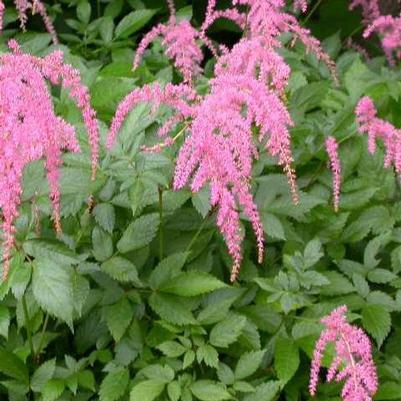Astilbe x thunbergii Straussenfeder