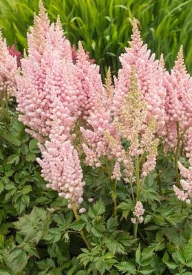 Astilbe chinensis Visions Inferno