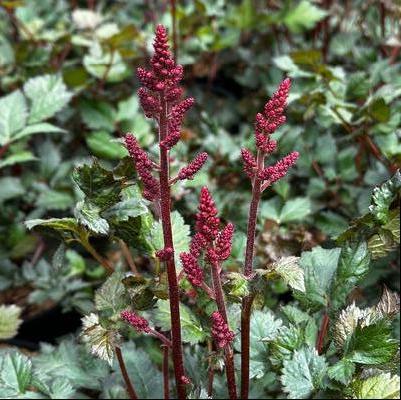 Astilbe chinensis Visions Vulcano