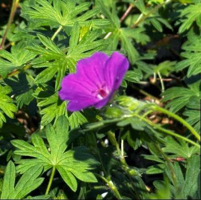 Geranium x Tiny Monster