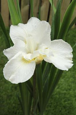 Iris sibirica Swans in Flight