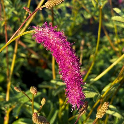 Sanguisorba hakusanensis Lilac Squirrel