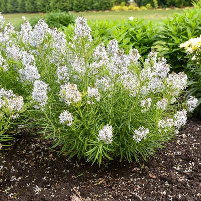 Amsonia hubrichtii String Theory