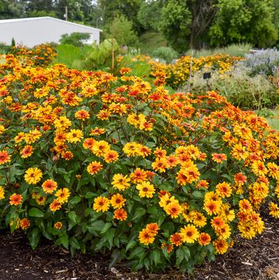 Heliopsis helianthoides Forged in Fire