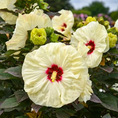 Hibiscus x Summerific® Coconut Cream
