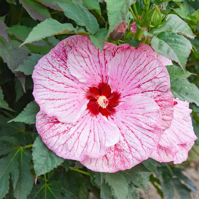 Hibiscus x Summerific® Glitter Bomb