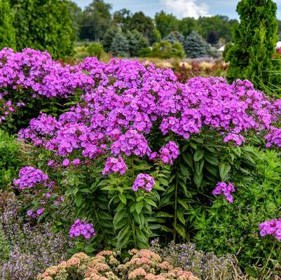 Phlox paniculata Luminary® Evening Glow