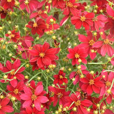 Coreopsis verticillata Designer Threads® Scarlet Ribbons