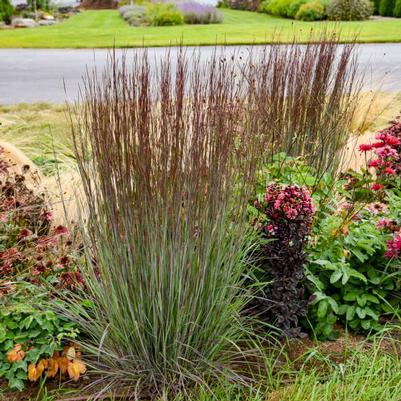 Schizachyrium scoparium Cinnamon Sticks