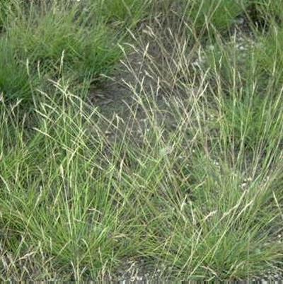 Danthonia spicata 
