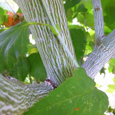 Acer tegmentosum Joe Witt