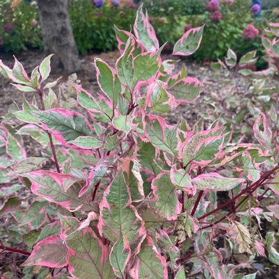 Cornus alba Sgt. Pepper&reg;