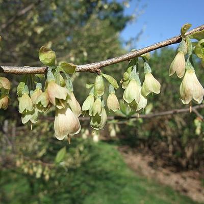 Halesia tetraptera (syn. carolina) 
