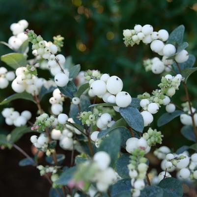 Symphoricarpos x Proud Berry® Pearl