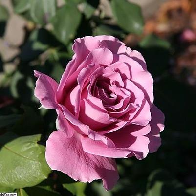 Rosa Angel Face